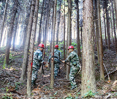 嚴把森林培育質量關，譜寫資源培育新篇章