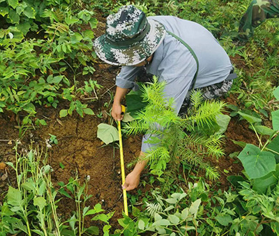 嚴把森林培育質量關，譜寫資源培育新篇章