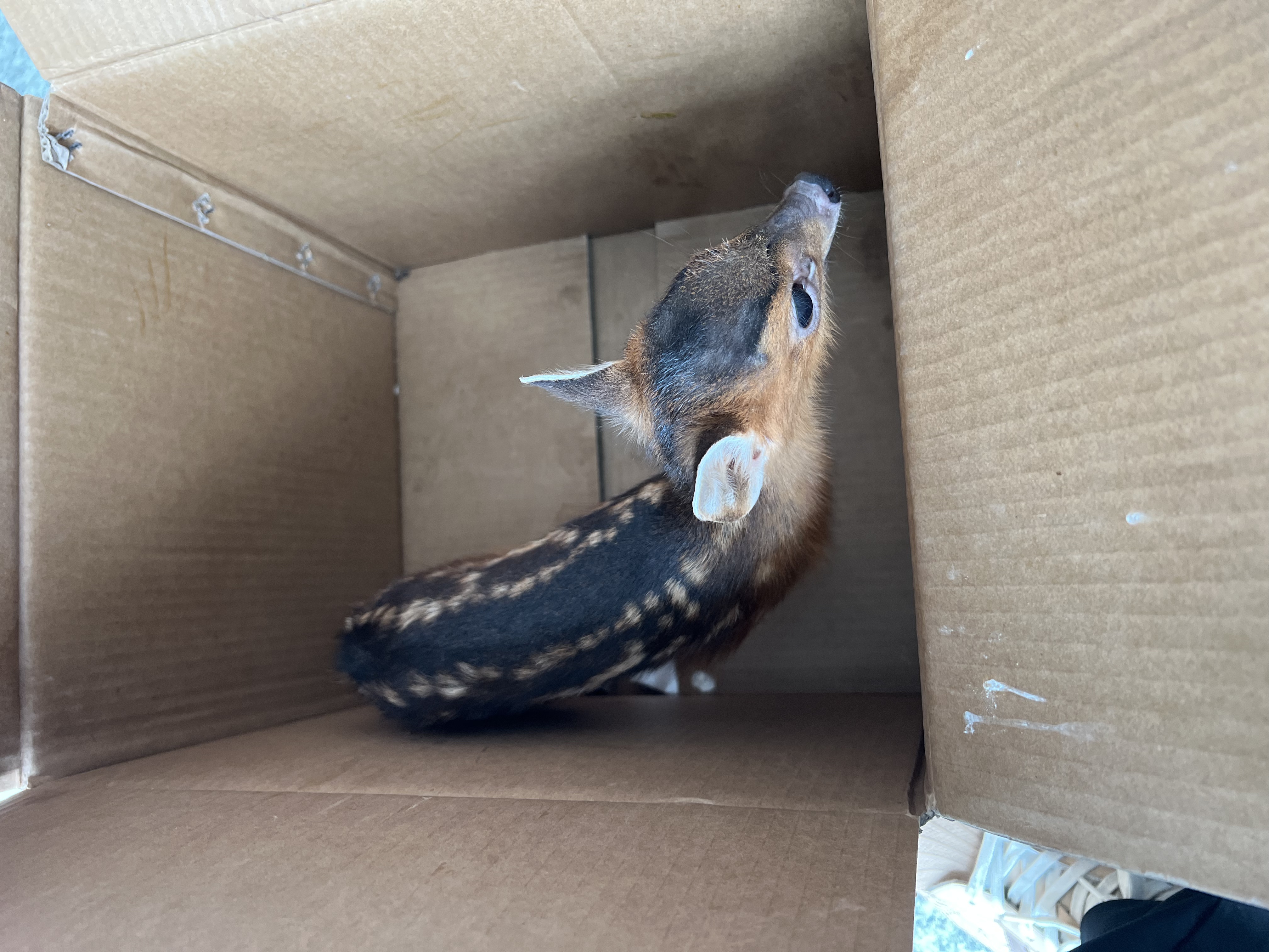 保護野生動物 守護共同家園   ——福建金森成功救助國家"三有"保護動物幼年山麂